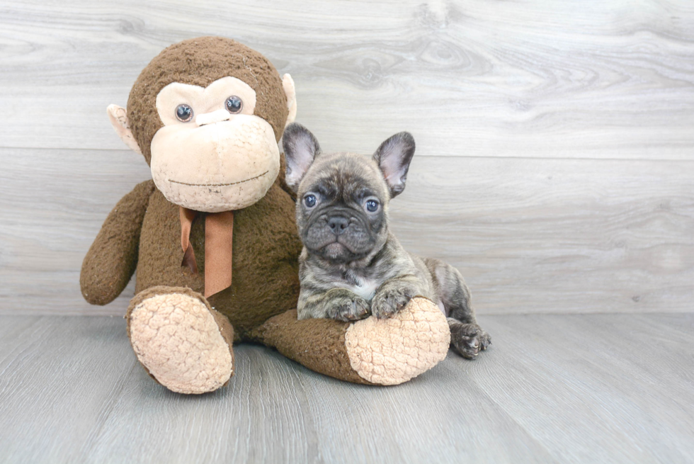 Happy Frenchie Purebred Puppy