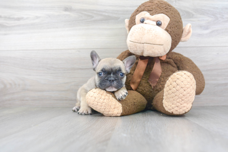 Hypoallergenic French Bulldog Purebred Pup