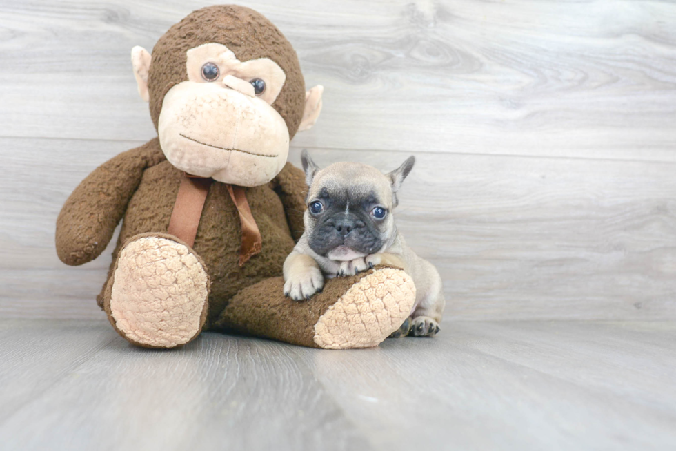 French Bulldog Puppy for Adoption