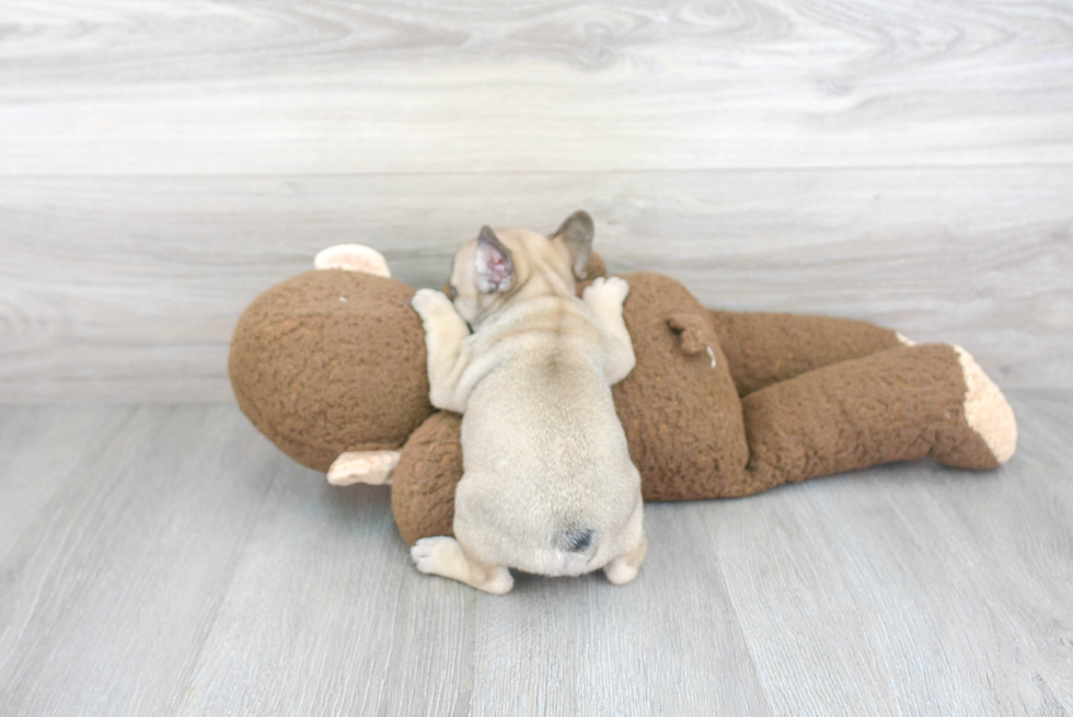 Best French Bulldog Baby