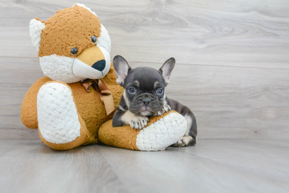 French Bulldog Puppy for Adoption