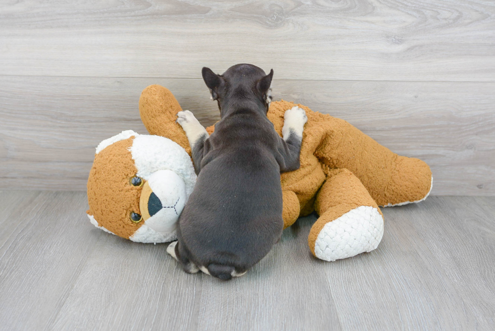 French Bulldog Pup Being Cute