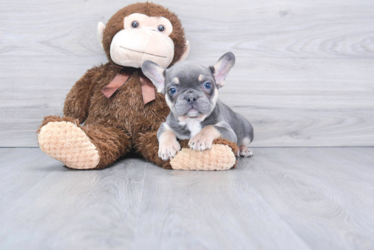 French Bulldog Puppy for Adoption