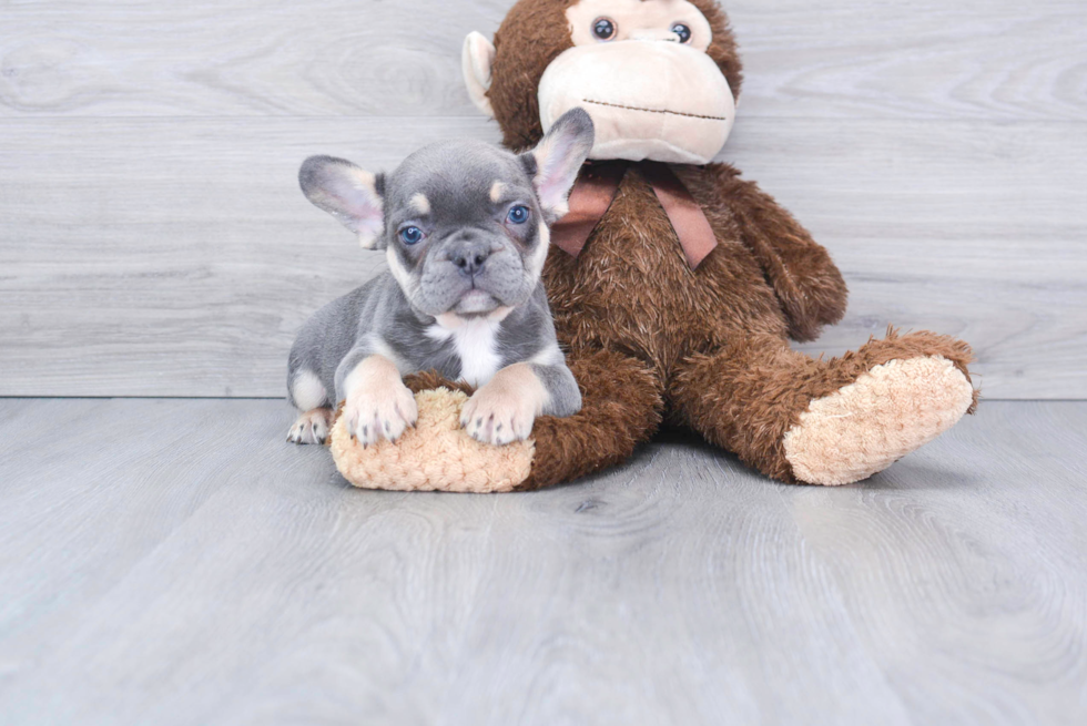 Friendly French Bulldog Baby