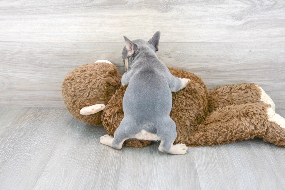 French Bulldog Pup Being Cute