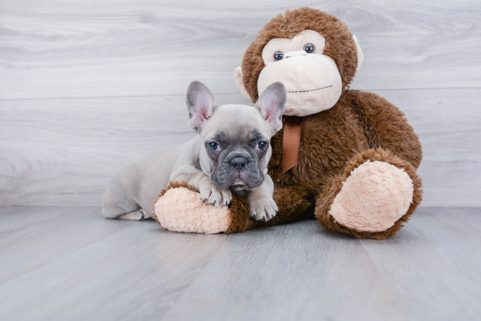 Akc Registered French Bulldog Baby