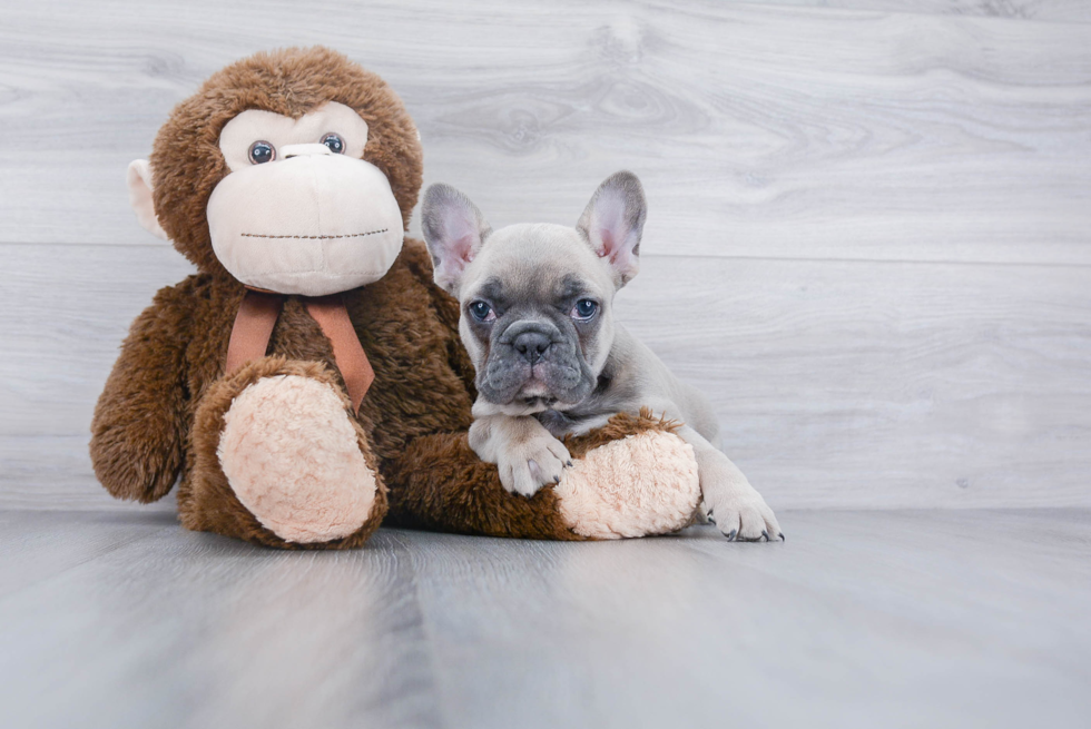 French Bulldog Pup Being Cute