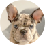 French Bulldog Puppies For Sale - Premier Pups French Bulldog Puppies For Sale - Premier Pups