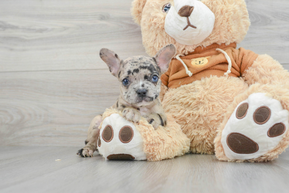 Friendly French Bulldog Baby