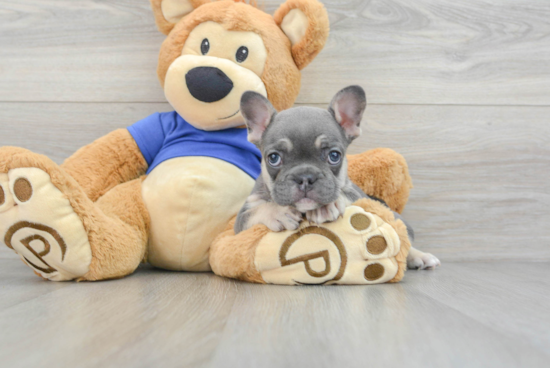 French Bulldog Pup Being Cute