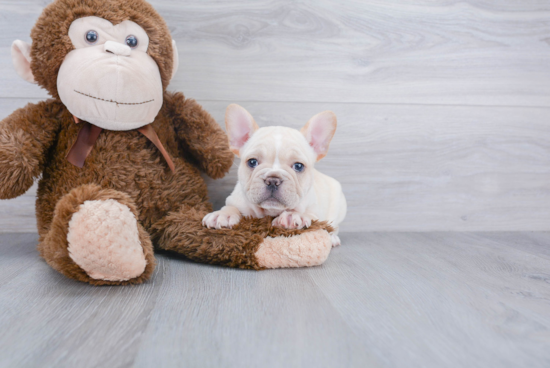 Fluffy Frenchie Purebred Puppy