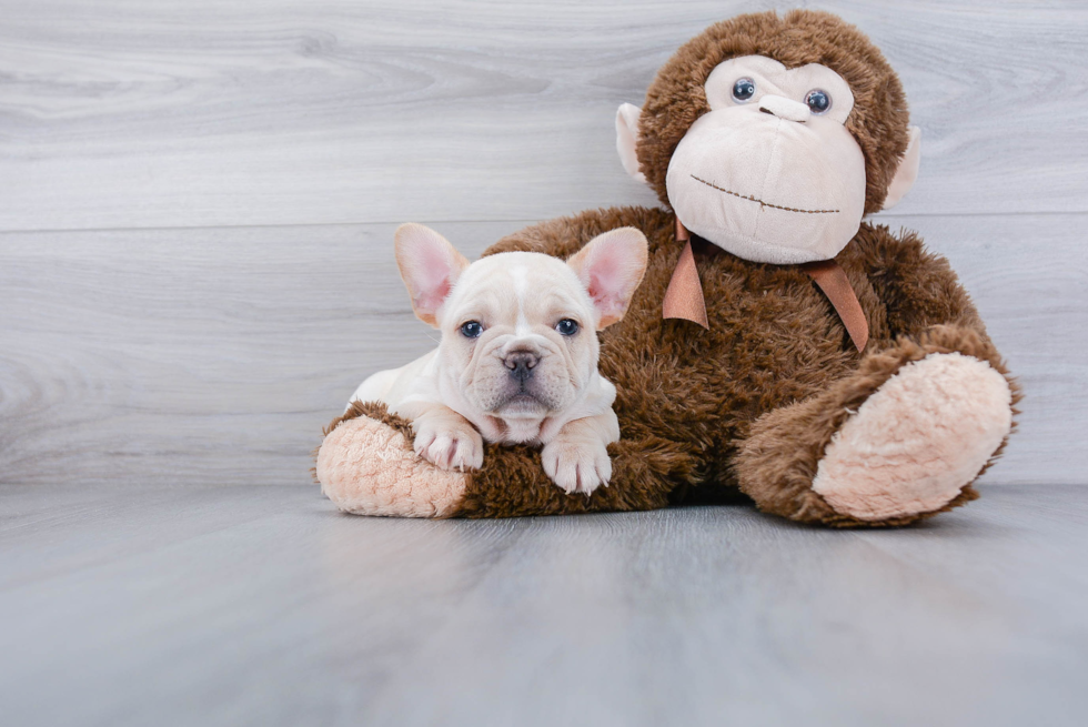 French Bulldog Puppy for Adoption