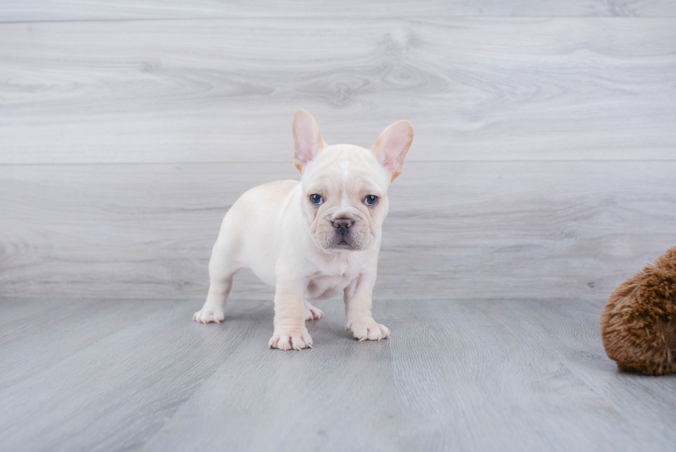 Best French Bulldog Baby