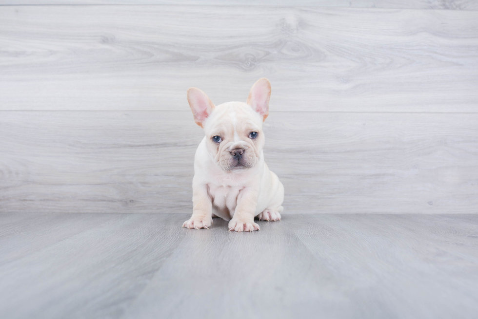 Best French Bulldog Baby