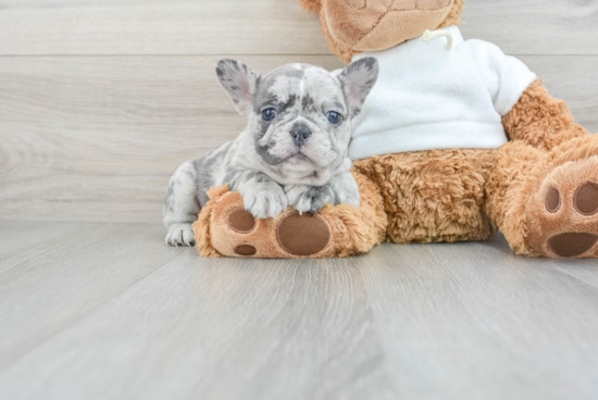 Best French Bulldog Baby