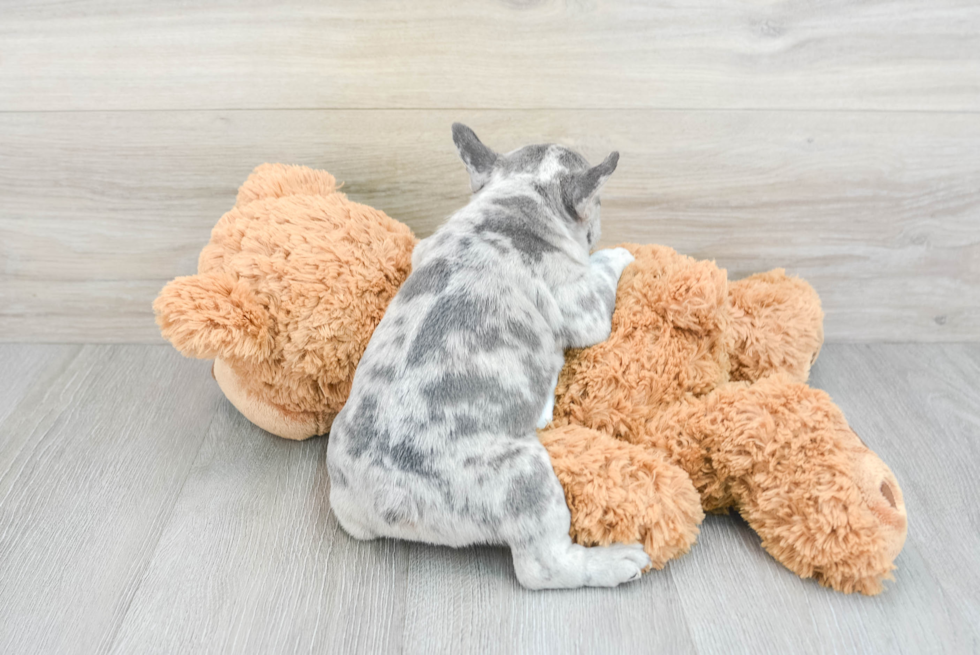 French Bulldog Pup Being Cute