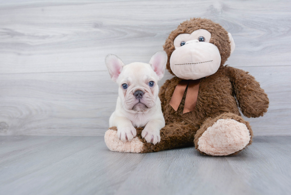 Hypoallergenic French Bulldog Baby