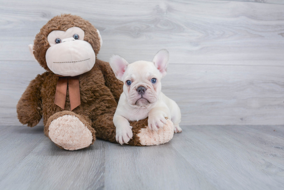 French Bulldog Puppy for Adoption