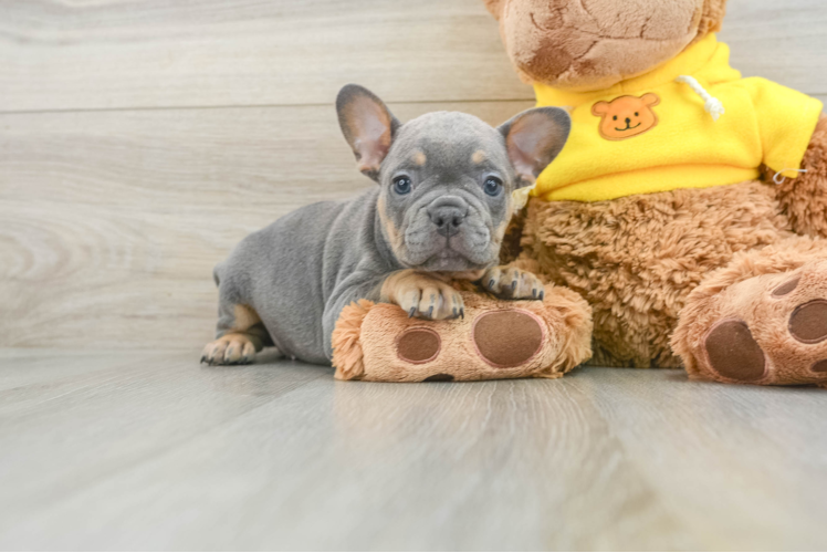 French Bulldog Pup Being Cute