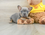 7 week old French Bulldog Puppy For Sale - Premier Pups