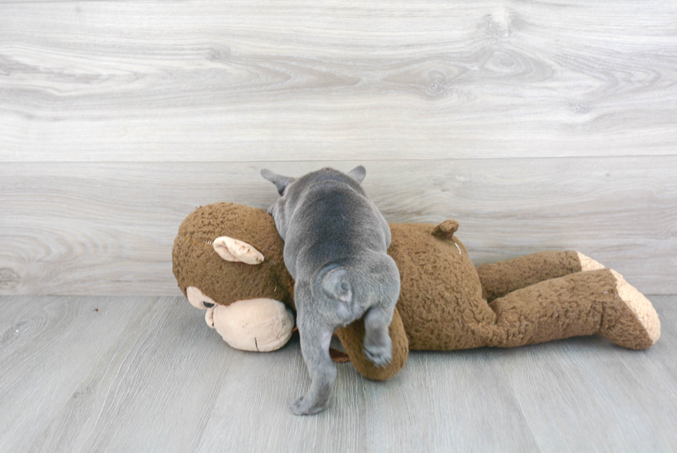 Playful French Bulldog Purebred Pup