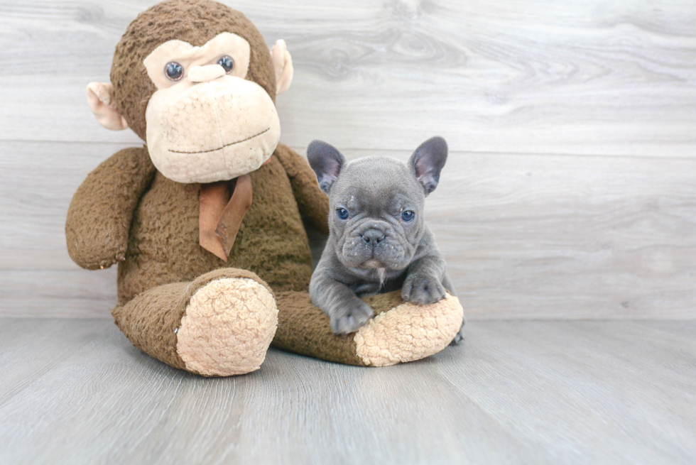 Funny French Bulldog Purebred Pup