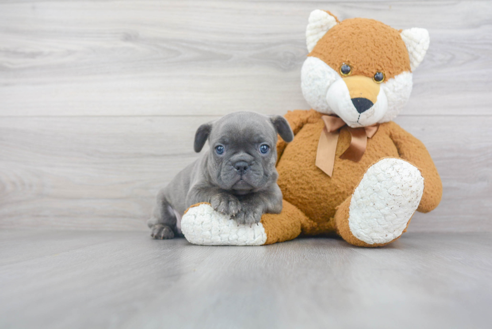 Petite Frenchie Purebred Puppy