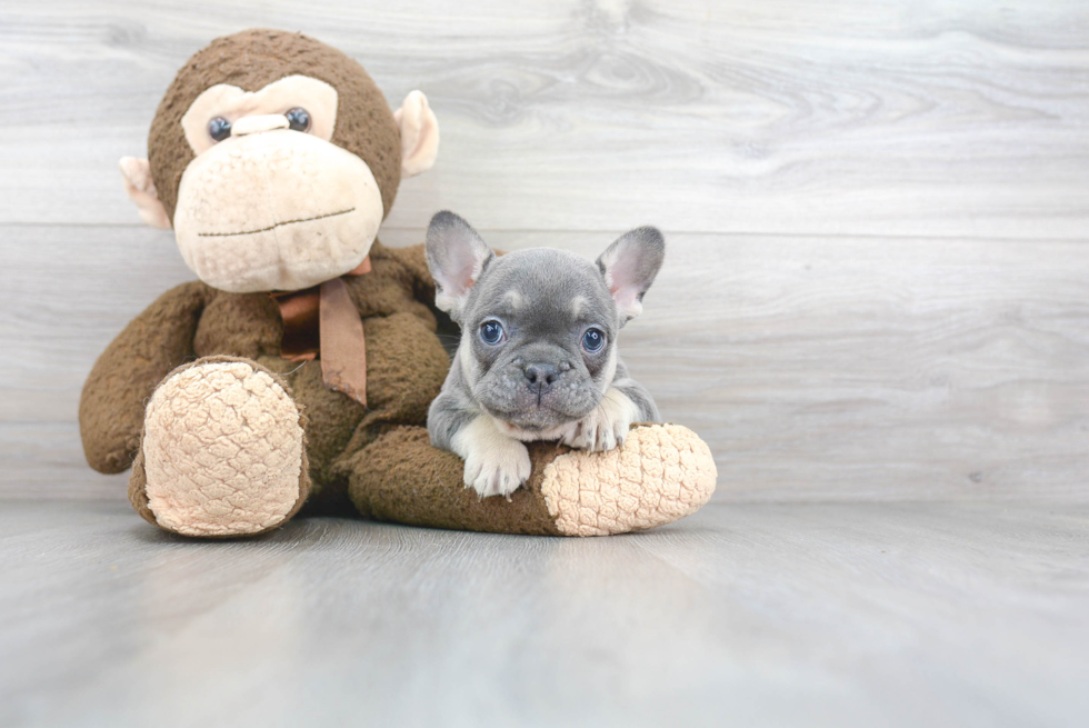 Cute Frenchie Purebred Puppy