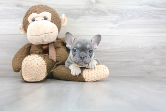 Cute Frenchie Purebred Puppy