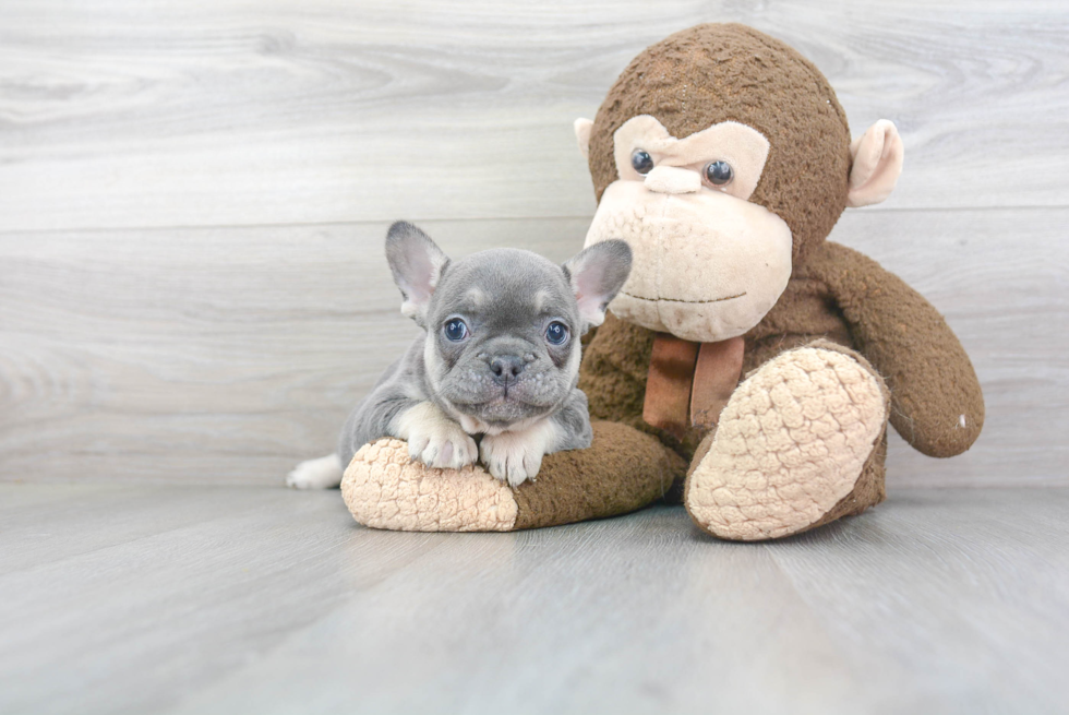 Best French Bulldog Baby