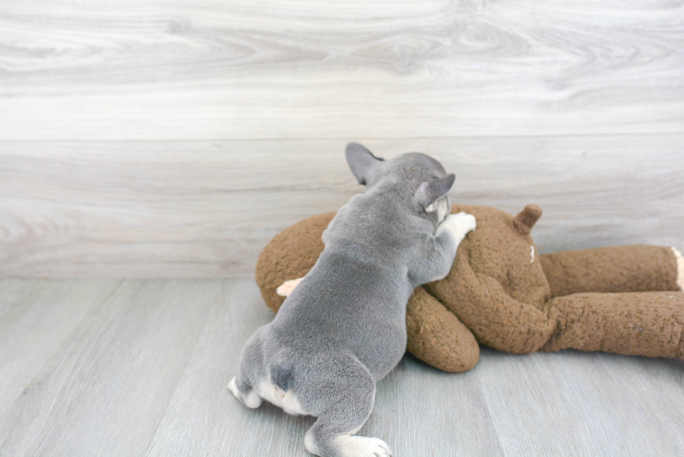 Funny French Bulldog Baby