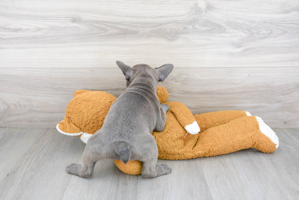 Playful French Bulldog Purebred Pup