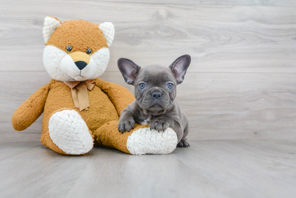 French Bulldog Pup Being Cute