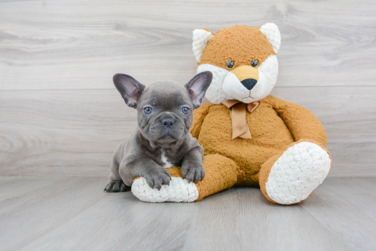 French Bulldog Puppy for Adoption