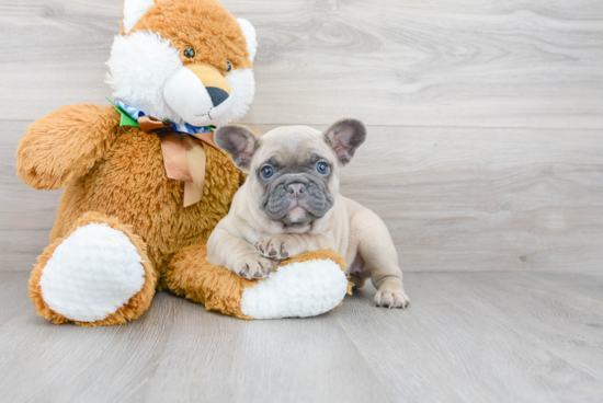 French Bulldog Puppy for Adoption