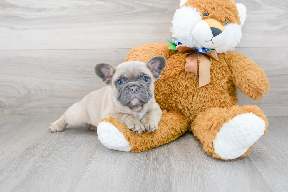 Popular French Bulldog Purebred Pup