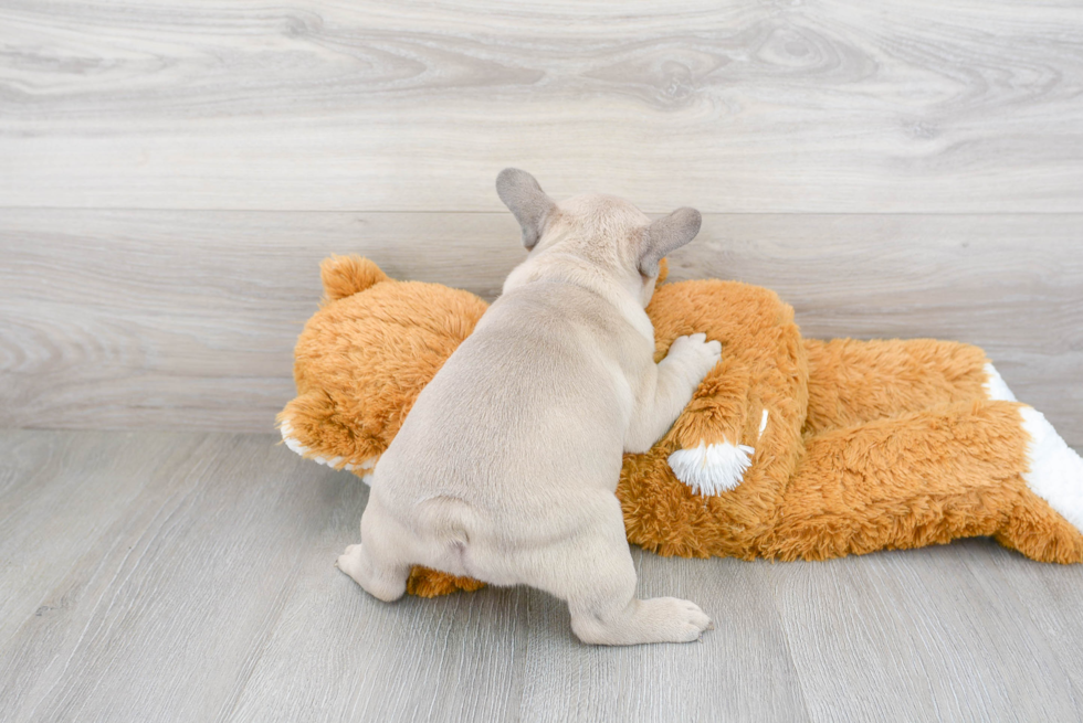 French Bulldog Pup Being Cute