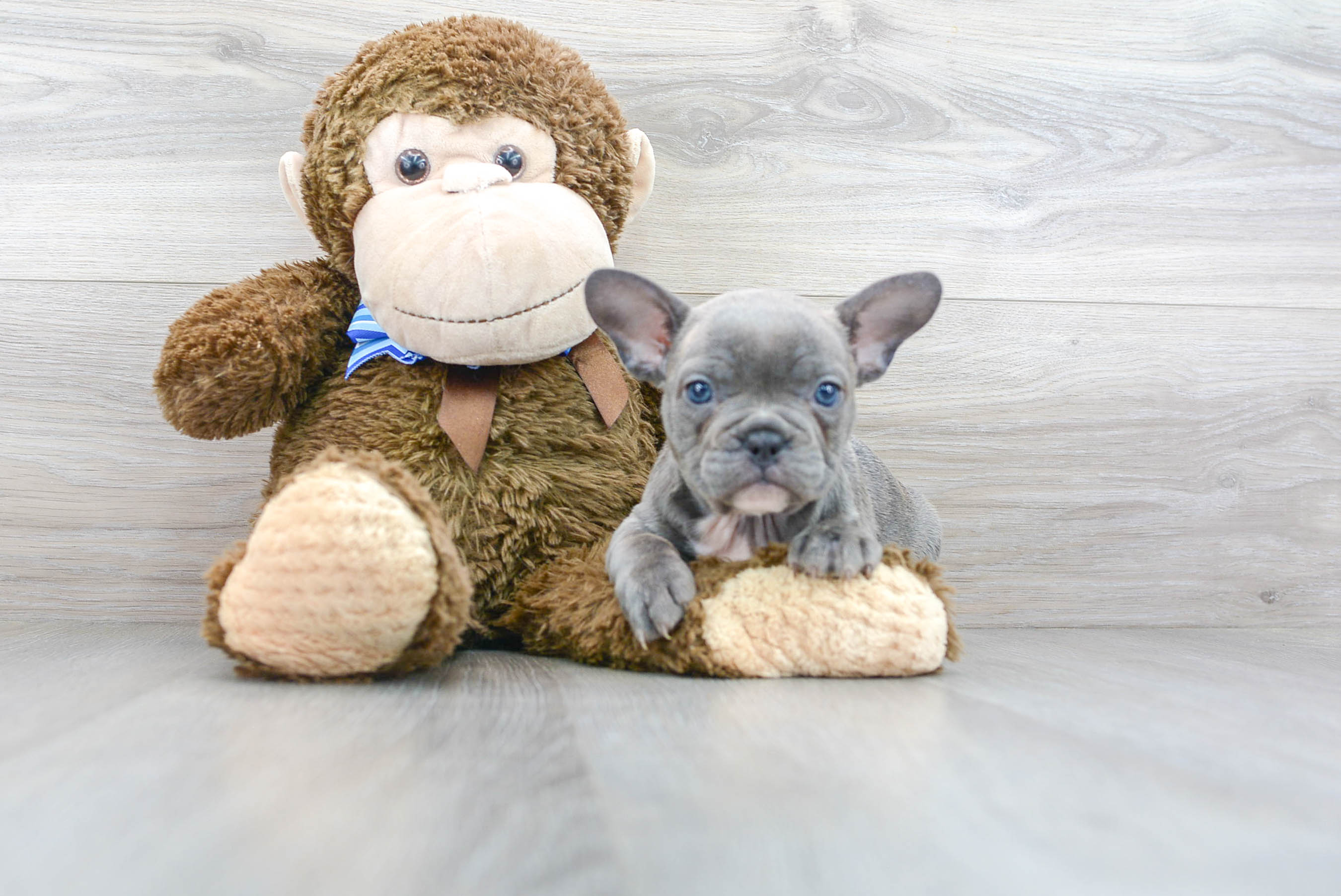 French Bulldog Puppy for Adoption