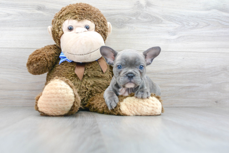 French Bulldog Puppy for Adoption