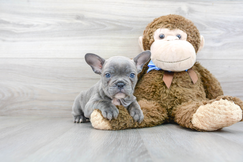 Little French Bulldog Baby
