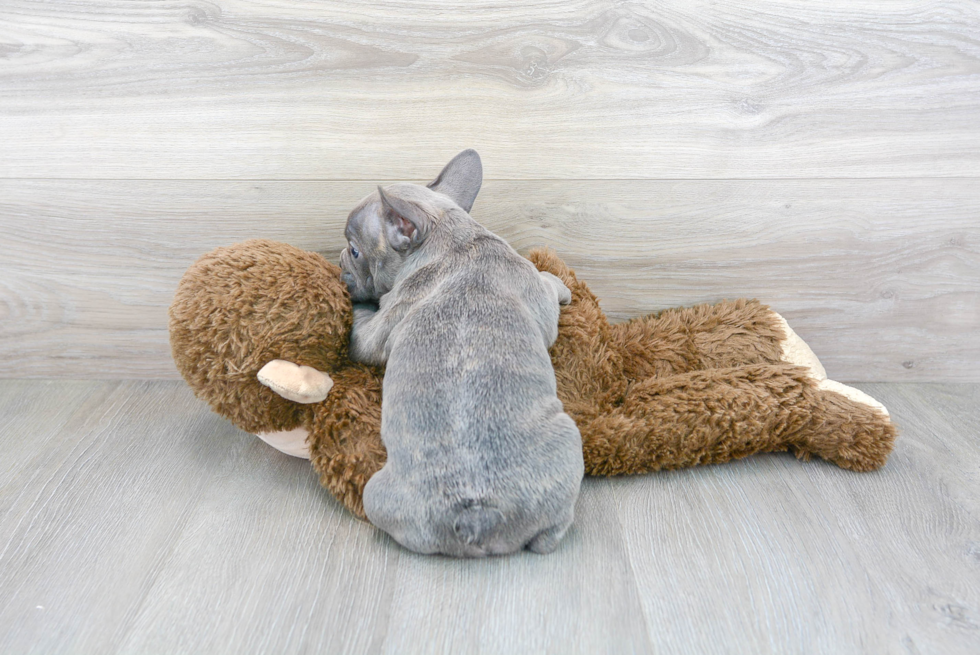 French Bulldog Puppy for Adoption