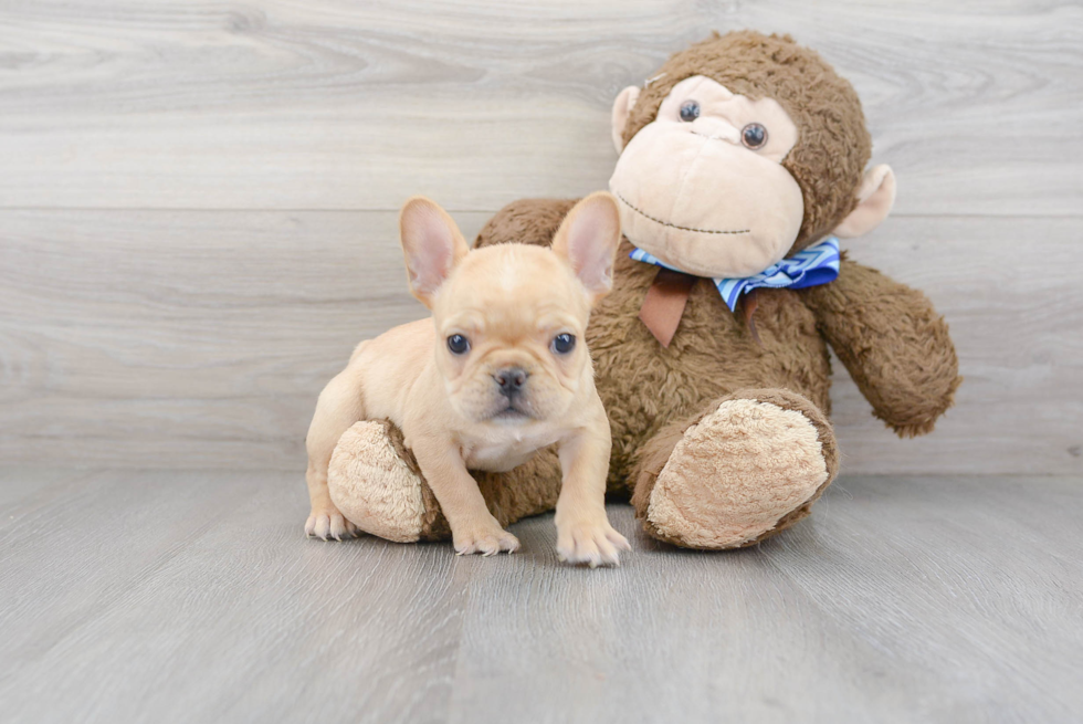 Hypoallergenic French Bulldog Purebred Pup