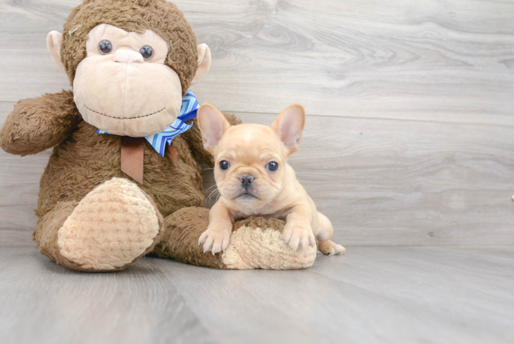 Best French Bulldog Baby