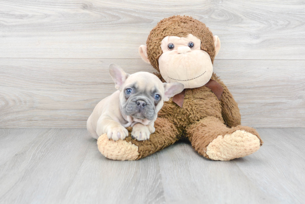 Akc Registered French Bulldog Baby