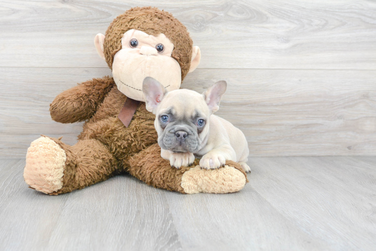 Best French Bulldog Baby