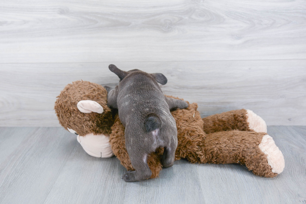 Playful French Bulldog Baby