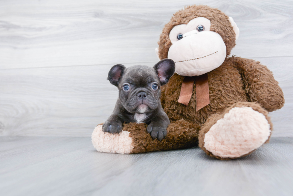 Funny French Bulldog Purebred Pup