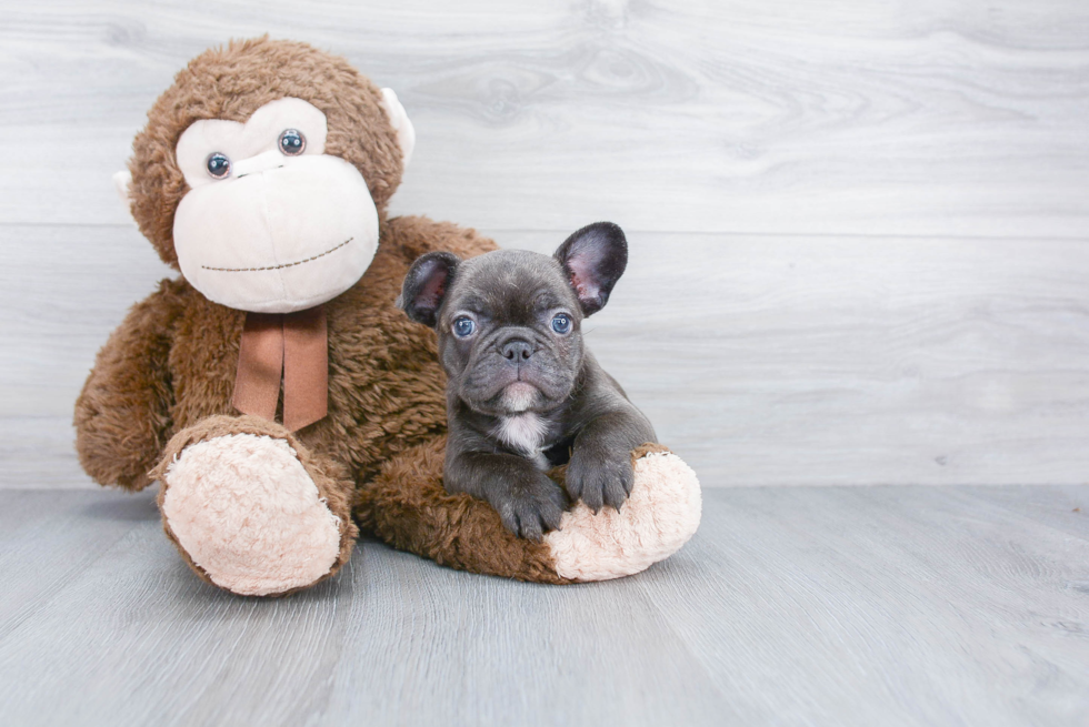 Little French Bulldog Baby