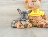 7 week old French Bulldog Puppy For Sale - Premier Pups