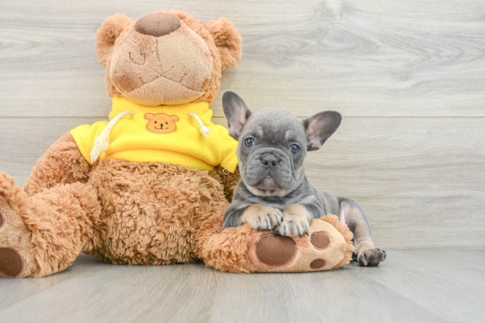 French Bulldog Puppy for Adoption